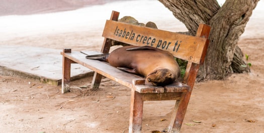 Sunday, Isabela Island