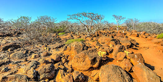 North Seymour Island & Departure