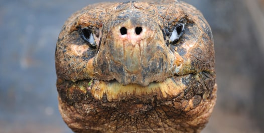 Turtle Breeding Centre, Lobos Island & Kicker Rock