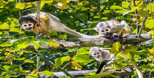 Juma Amazon Lodge - Excursion