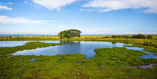 Arrive in the Pantanal