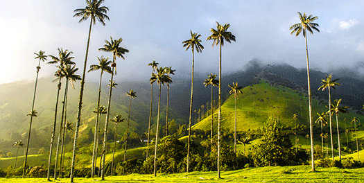 Valle de Cocora