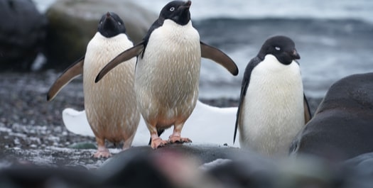 South Orkney Islands