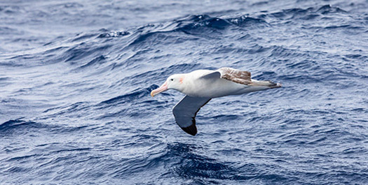 Crossing the Drake Passage - Days 2 & 3