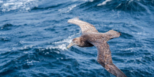 At Sea - Drake Passage - Day 9 & 10