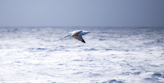 Return across the Drake Passage