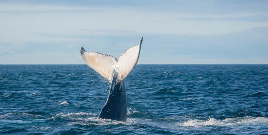 At Sea - South Georgia