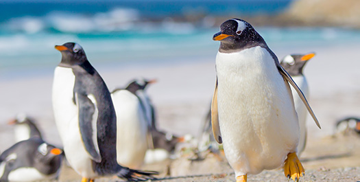 Falklands - Malvinas