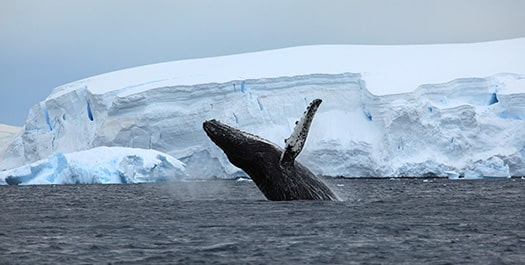 Antarctic Peninsula - Day 5 to 12