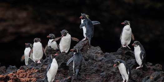 Macquarie Island - Day 6 & 7