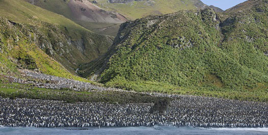 Macquarie Island - Day 21 & 22