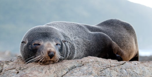 Falkland Islands