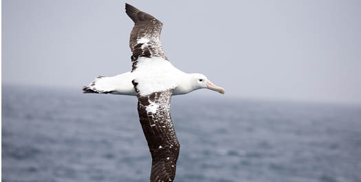 Drake Passage - Days 3 & 4