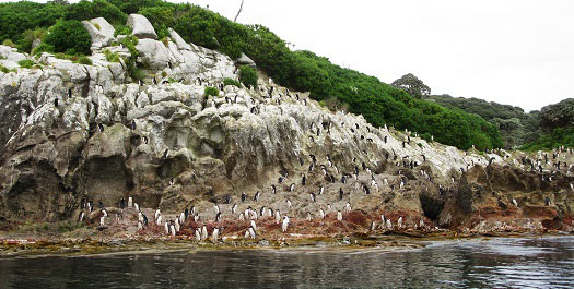 New-Zealand's Subantarctic Islands - Day 4 to 6