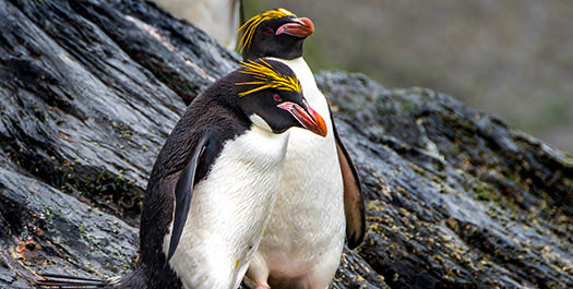 South Georgia - At Sea