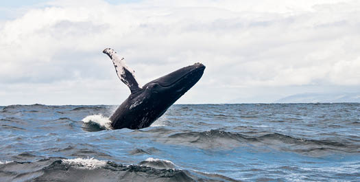 Southern Ocean - Day 19 to 22