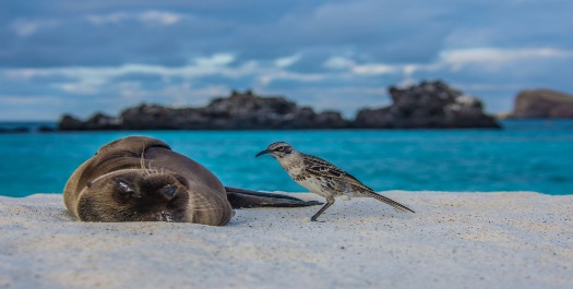 Baltra Airport and Black Turtle Cove