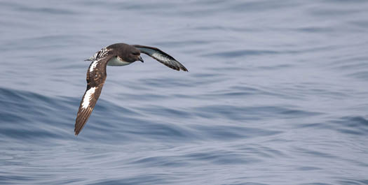 Crossing the Drake Passage - Day 12-13