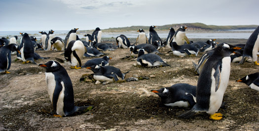 Barren Island & Sailing in the Falkland Sound