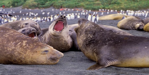 Macquarie Island