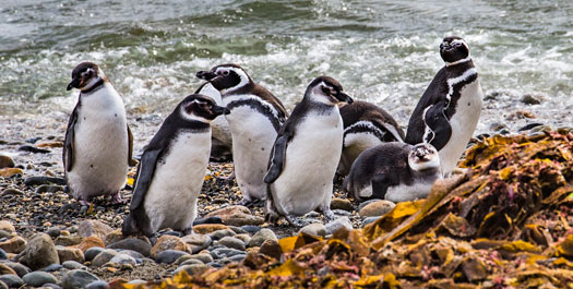 Sailing in the Strait of Magellan