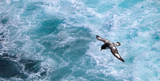 Crossing the Drake Passage - Days 3 & 4