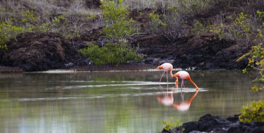 Santa Cruz Island