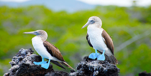 San Cristobal Island: Punta Pitt & Lobos Island