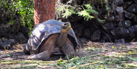 Turtles Trail and Fly to Quito