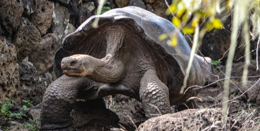 Tortoise Breeding Centre & Interpretation Centre