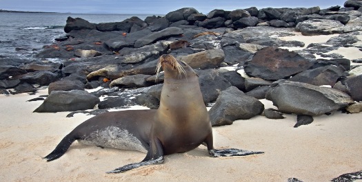 Mosquera Islet & North Seymour Island