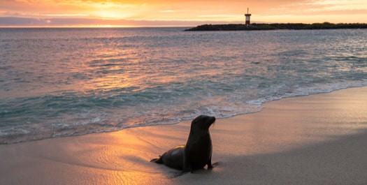 Fernandina Island / Isabela Island