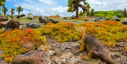 Santa Cruz Island / Santa Fe Island