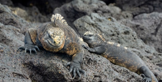 Isabela Island: Urbina Bay & Tagus Cove