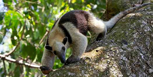 Corcovado National Park