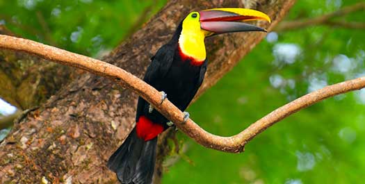 Parque Nacional Manuel Antonio tour