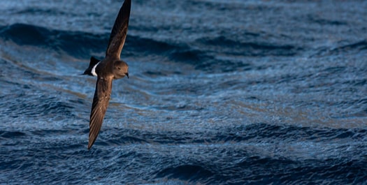 Across the Denmark Strait