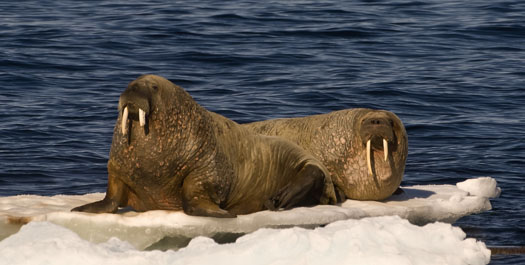 Hudson Strait