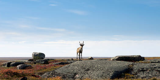 Kitikmeot Region - Day 14 to 16