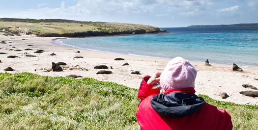 Auckland Islands – Enderby Island