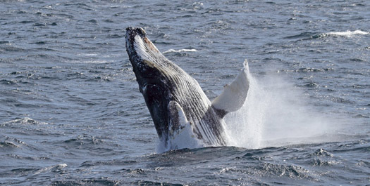 At Sea Towards the Falkland Islands