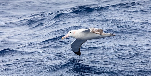 At Sea towards the Falkland Islands- Day 14 & 15