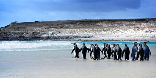 Falkland Islands - Days 5 & 6