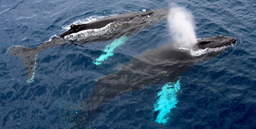 At Sea - Towards Falkland Islands