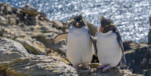 At Sea - En Route to Falkland Islands