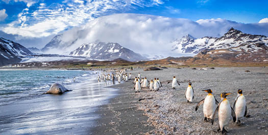 South Georgia Islands