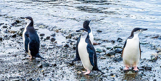 Antarctic Sound, Antarctic Peninsula & South Shetl