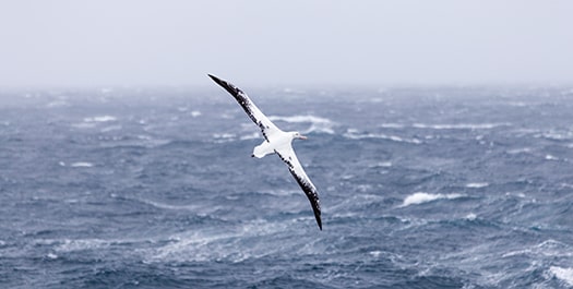 Crossing Drake Passage - Days 2 & 3