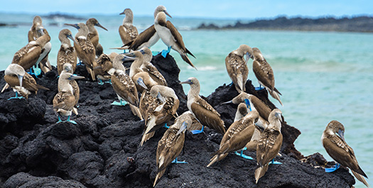 Santa Cruz Island