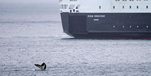 At Sea - Drake Passage - Days 10 & 11